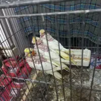 مرغ عروس