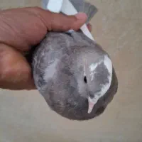 کبوتر پرشی|پرنده|تهران, دهم فروردین|دیوار