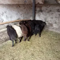 هفت عدد بره نر سالم