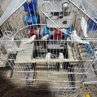 کبوتر|پرنده|مسجد سلیمان, |دیوار