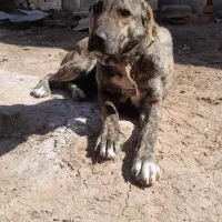 توله ماده افغان