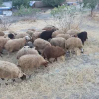 محرم وصفر قیطریه گوسفند باکشتن زنده ماهیچه|حیوانات مزرعه|تهران, قیطریه|دیوار