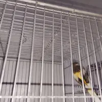 جوجه قناری ۸ماهه