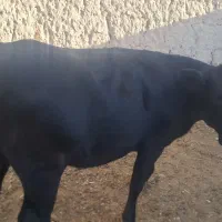 تلیسه گوساله نر  گاو