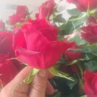 استخدام در گلخانه گل رز کوریجان