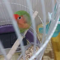 فروش طوطی برزیلی|پرنده|دورود, |دیوار