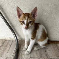 بچه‌گربه گمشده مژدگانی ۱۰ میلیون تومانی