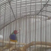 فنچ گلدین|پرنده|کرمانشاه, |دیوار