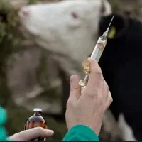 دوره تزریقات واکسیناسیون در حیوانات