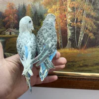 جوجه مرغ عشق فول رام