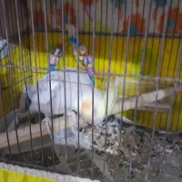 طوطی سخنگو پنج تا طوطی عروس هلندی|پرنده|رشت, سیا اسطلخ|دیوار