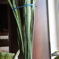 گلدان و گل سانسوریا پوست ماری