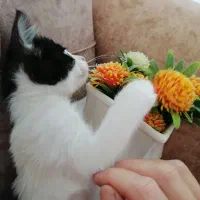 واگذاری رایگان بچه گربه های شیطون، ملوس|گربه|شیراز, رکنآباد|دیوار