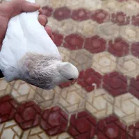 طوق|پرنده|مریوان, |دیوار