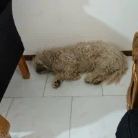 پیدا شده  .. سگ نر  در پردیس فاز ۱۱|حیوانات|پردیس, فاز ۱۱|دیوار