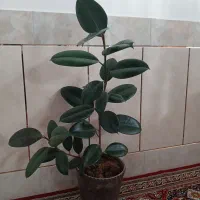 گل فیکوس زیبا