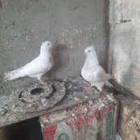 جوجه کفتر سفید اراکی|پرنده|شیراز, بعثت|دیوار