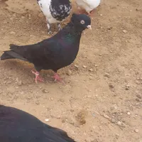 کبوترفروشی