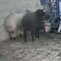 دوعدد بره تمیز خوشگل|حیوانات مزرعه|بشاریات, |دیوار