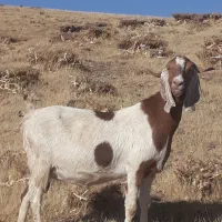 دو‌راس‌بز‌خارجی‌دو‌قلوزا|حیوانات مزرعه|حسین آباد, |دیوار