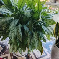 گل فروشی|گل و گیاه طبیعی|چوبر, |دیوار