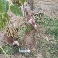 بوقلمون ماده