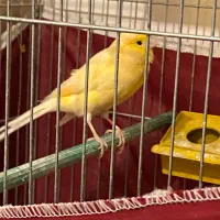 قناری ماده پرتقالیی