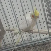 عروس هلندی