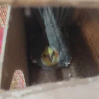 یک جفت عروس هلندی کاملا سالم و تخم گذار