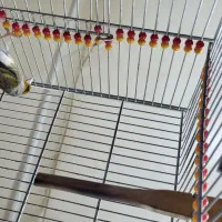 سهره قناری دهن موقوم|پرنده|تهران, شهرک ولیعصر شمالی|دیوار