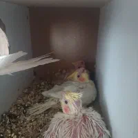 ۳عددجوجه عروس سرلاکی و جفت لوتینو با قفس یا تکی