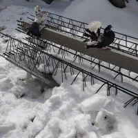 کبوتر چتری|پرنده|مشگین شهر, |دیوار