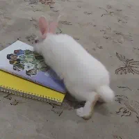 خرگوش ناز بازیگوش|موش و خرگوش|رشت, حسین آباد|دیوار