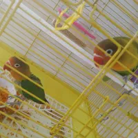 طوطی برزیلی|پرنده|ارومیه, |دیوار