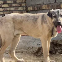 واگذاری دو پژدر نر و ماده|سگ|کرمانشاه, |دیوار