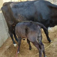 گاوگوساله|حیوانات مزرعه|کرمانشاه, |دیوار