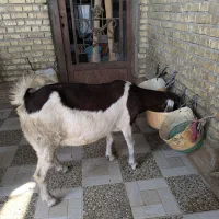 بزماده|حیوانات مزرعه|خرمشهر, |دیوار