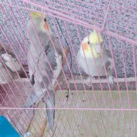 عروس هلندی