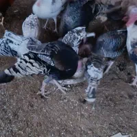 بوقلمون زیر مرغی|حیوانات مزرعه|بم, |دیوار