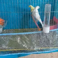 قناری|پرنده|فسا, |دیوار