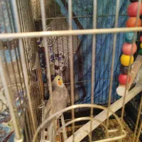 عروس هلندی نر و ماده