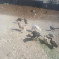 فروش ۱راس بزغاله نر|حیوانات مزرعه|ملکشاهی, |دیوار