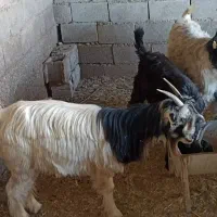 بز‌.|حیوانات مزرعه|گتوند, |دیوار