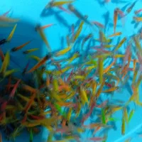 دانیو همه رنگ|ماهی|مشهد, گوهرشاد|دیوار