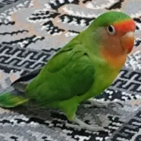 طوطی کوتوله