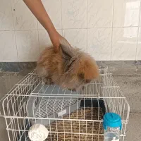 خرگوش لوپ با تمام وسایل