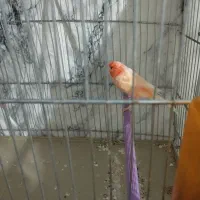 قناری نرو ماده رد فاکتور