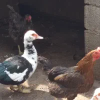 اردک اسرائیلی