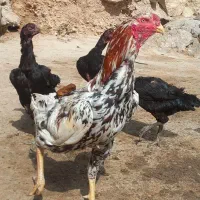 خروس لاری اصل افغان