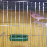 بزرگترین مجموعه پرندگان آوازخوان همه مست|پرنده|بهبهان, |دیوار